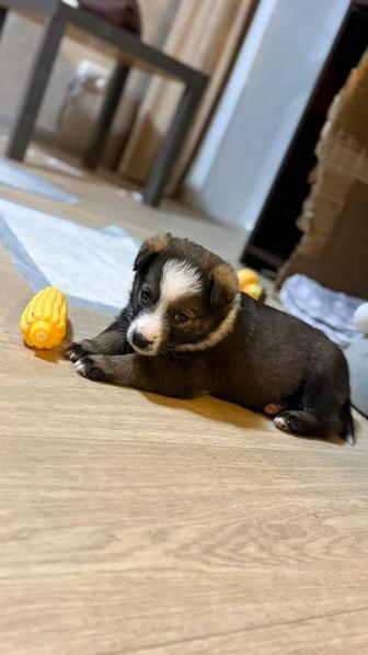 Отдам щенка помесь овчарки