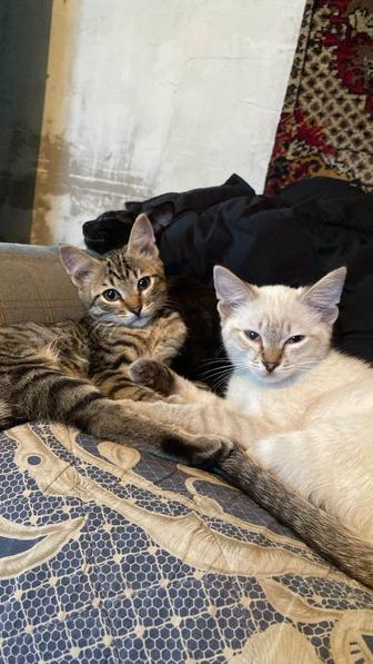 Отдам котят