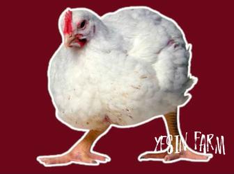 Арбор Айкресс инкубационные яйца бройлерные куры оплод высокий