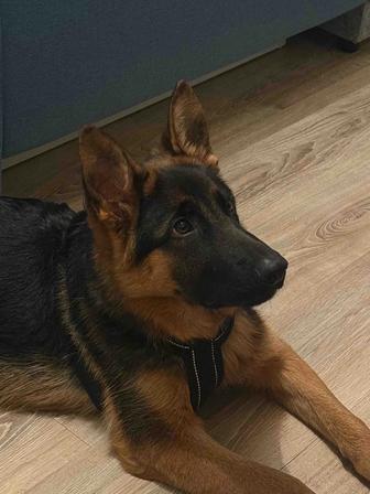 Немецкая овчарка, щенок-подросток