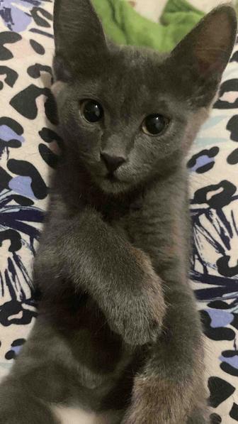 Отдам котенка в хорошие руки