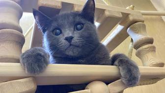 Отдам котенка в хорошие руки