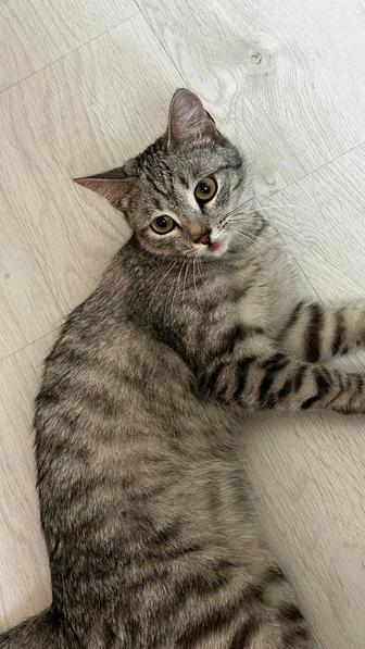 Кошка Севиль, стерилизована