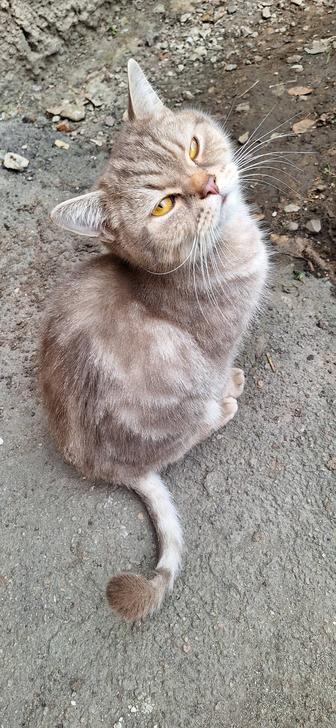 Отдам даром животные кошки