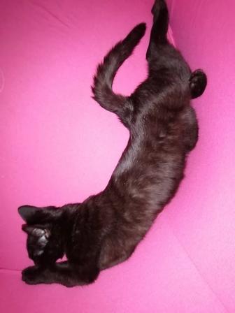 Котенок обладатель секретного узора (4 мес. мальчик).