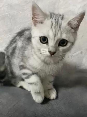 Котенок британская