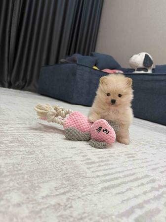 Щенок померанского шпица