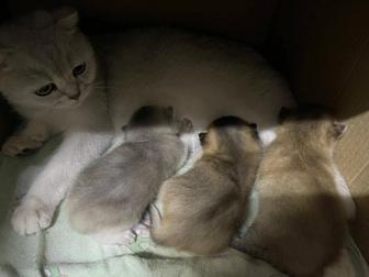 Котята