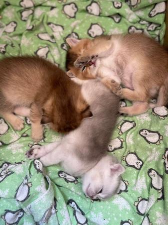 Котята