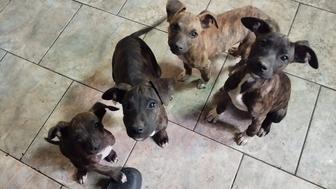 Продаются миленький щенята Американского питбультерьера