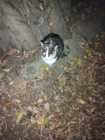 Кошка в добрые руки
