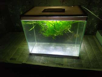 Аквариум 27л. Бонусы и рыбки.