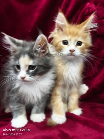 Продам котят мейн- куна.