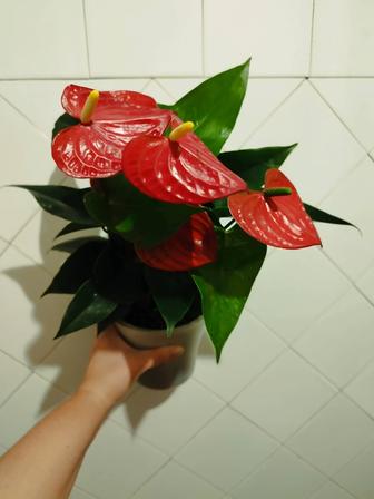 антуриум красный или мужское счастье