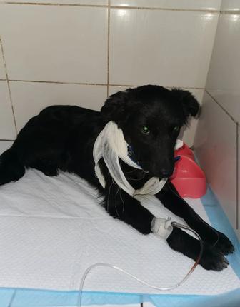 Ищем заботливого хозяина для собачки