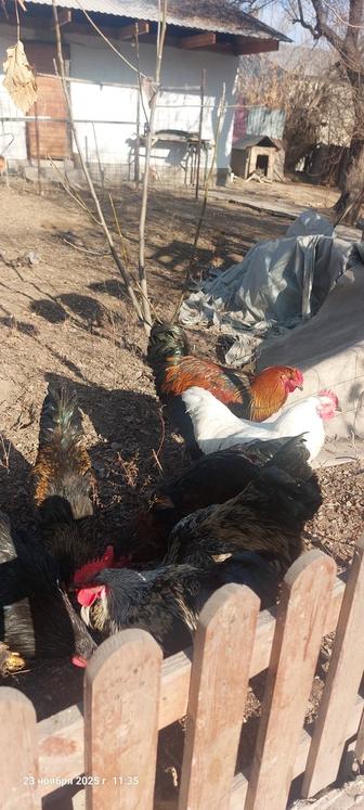 Продам петухов