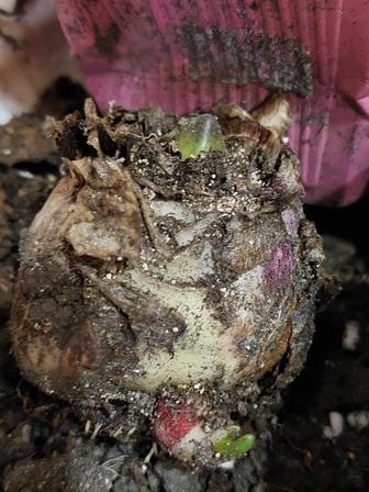 Гиацинт.Караганда