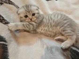 котята вислоухие
