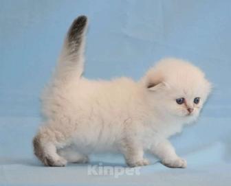 котята вислоухие породистые