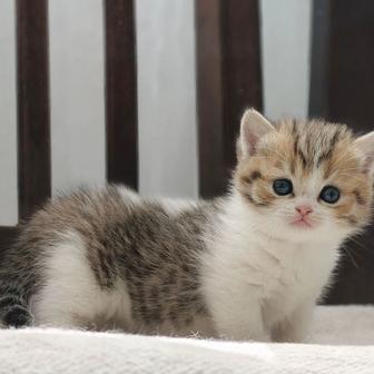 котята прямоухие породистые