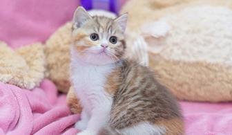 котята породистые