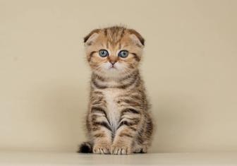 котята вислоухие и прямоухие