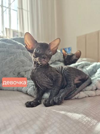 Донской сфинкс мальчик и девочка