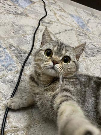 Отдам кошечку