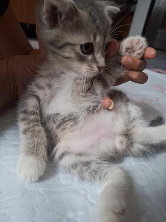 Бесплатно котенок