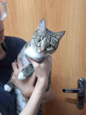 Отдам кошечку