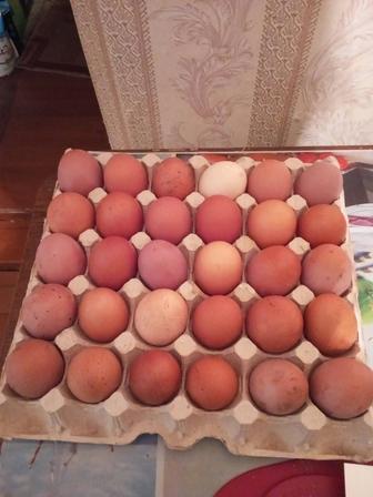 Продам домашние яйца