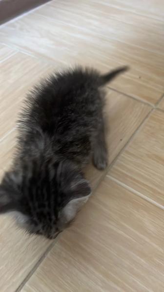 Шотландский котенок
