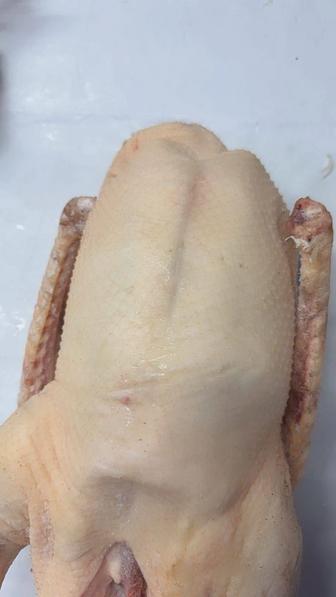 Мясо домашних птицы