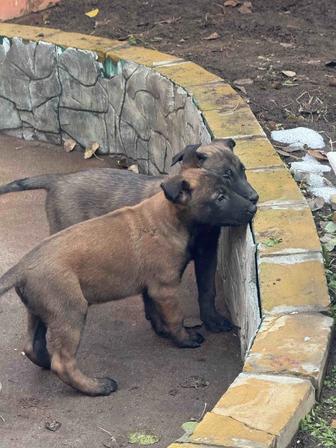 Продам щенят бельгийской овчарки Малинуа