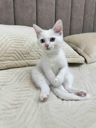 Белоснежный безумно красивый котик ищет дом