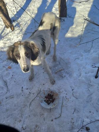 Найдена собака