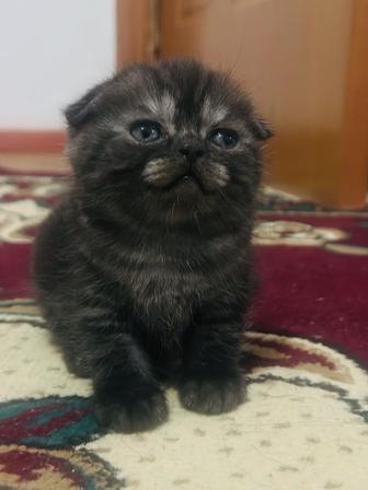 Шотландская вислоухая кошка