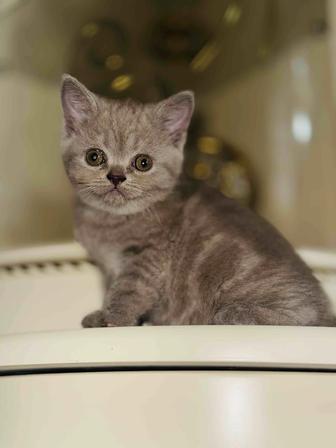 Шотландская вислоухая кошка
