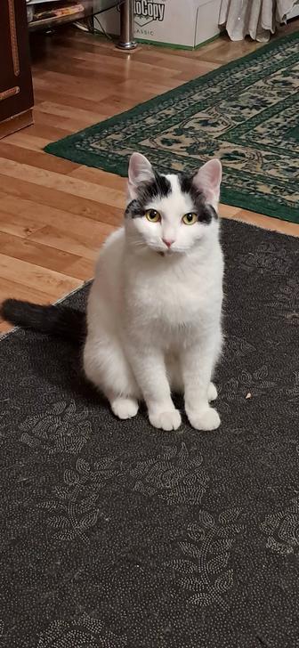 Кошечка 8 месяцев