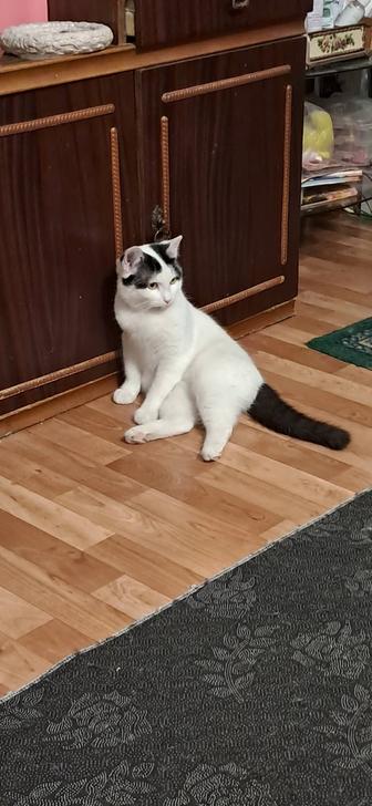 Кошечка 10 месяцев