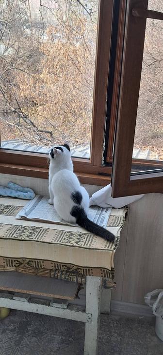 Кошечка 10 месяцев