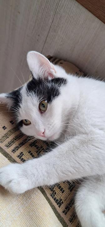 Кошечка 8 месяцев