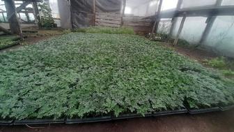 Продам цветы петуния