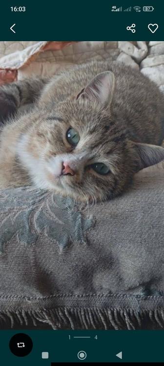 Отдам кота в хорошие руки