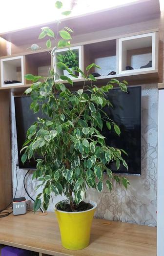 Комнатный цветок фикус Бенджамина пестролистный густая крона