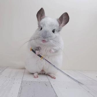 Ищем временную передержку для шиншиллы (с оплатой)