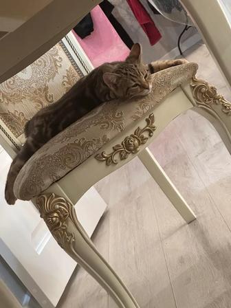 Продам бенгальского котенка