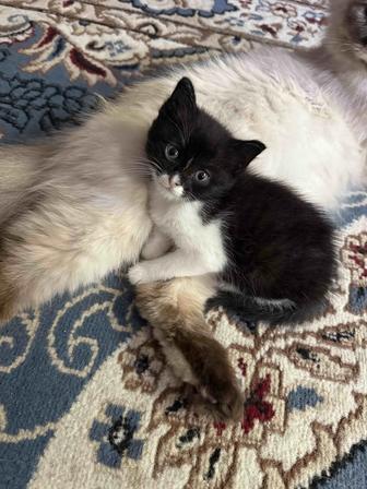Котенок мальчик