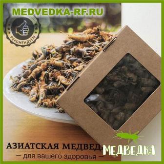 медведки азиатские лечебные