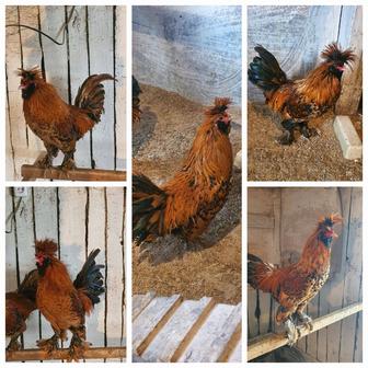 Продам петухов